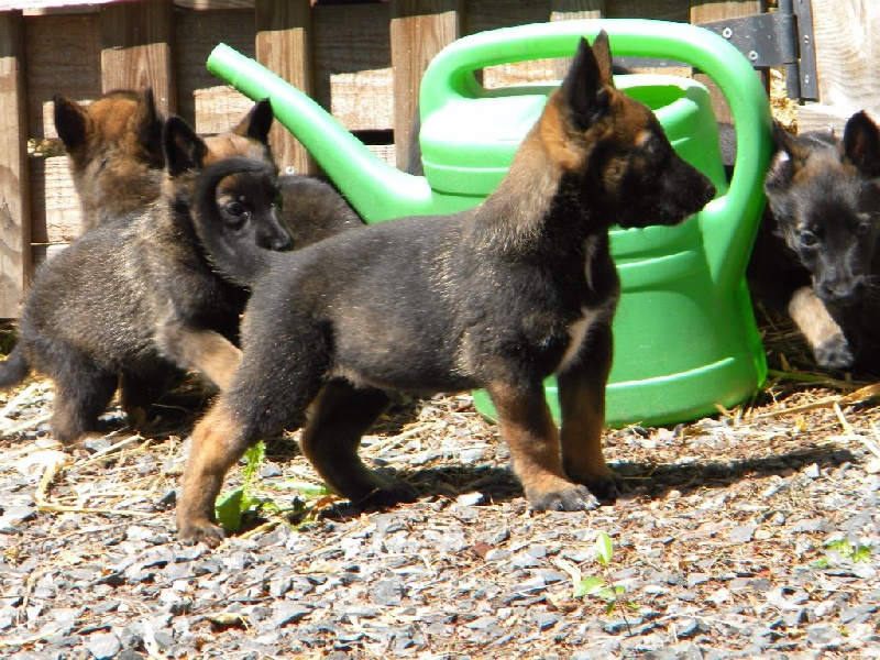 chiot Berger Belge Des Loups Du Haut Fer